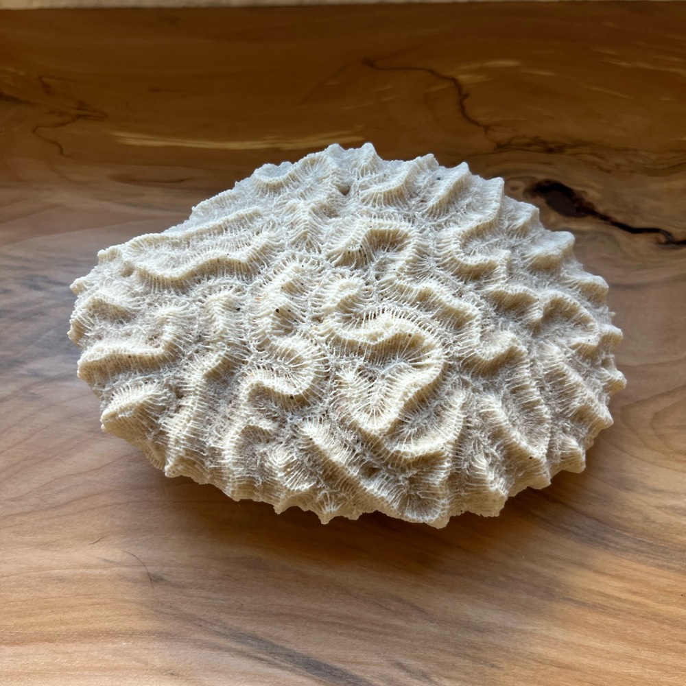 Natural White Brain Coral Specimen Beach Coastal Home Decor 7”
